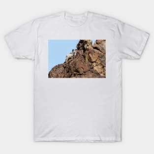 Dall Sheep T-Shirt